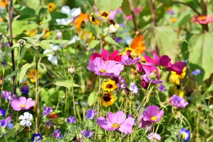 wildblumen wiese