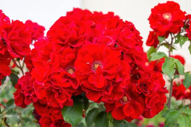 Floribunda Rose Floribunda Rose