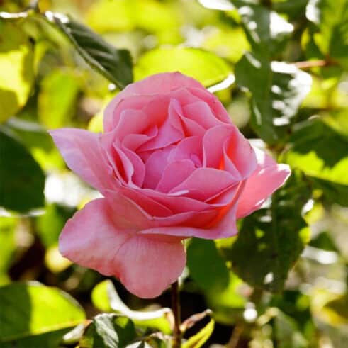 Grandiflora Rose Grandiflora Rose