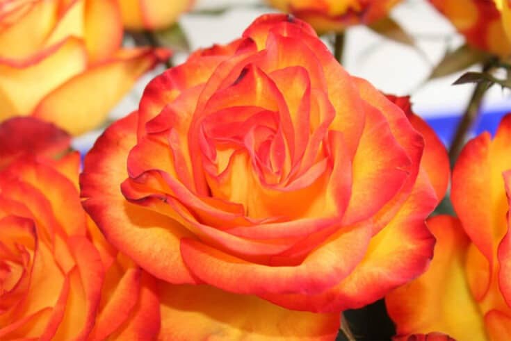 Hybridrose Hybridrose