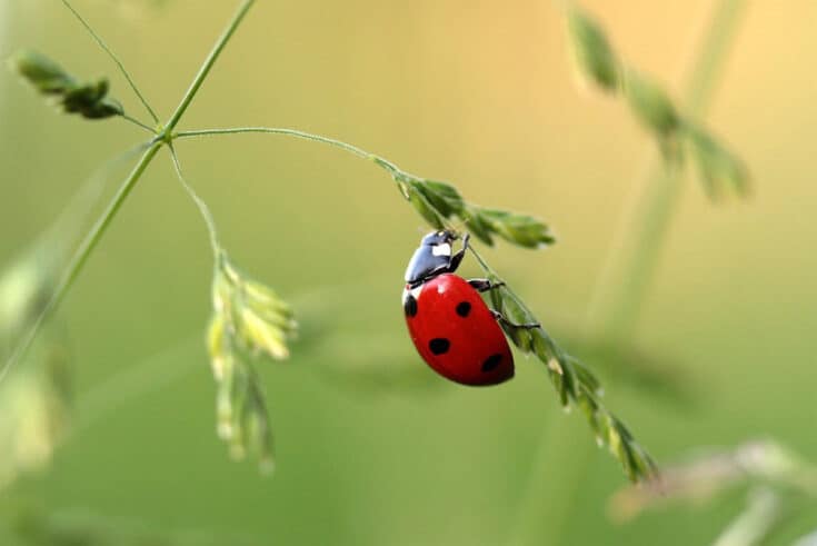 Marienkäfer im Gras