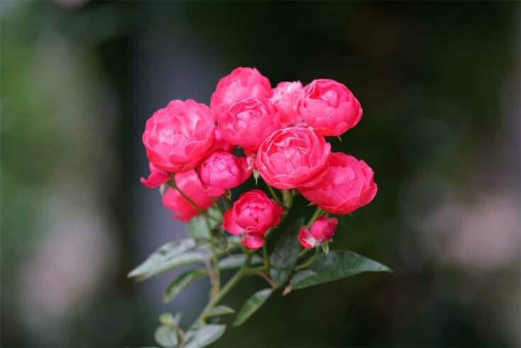 Polyantha Rose Polyantha Rose