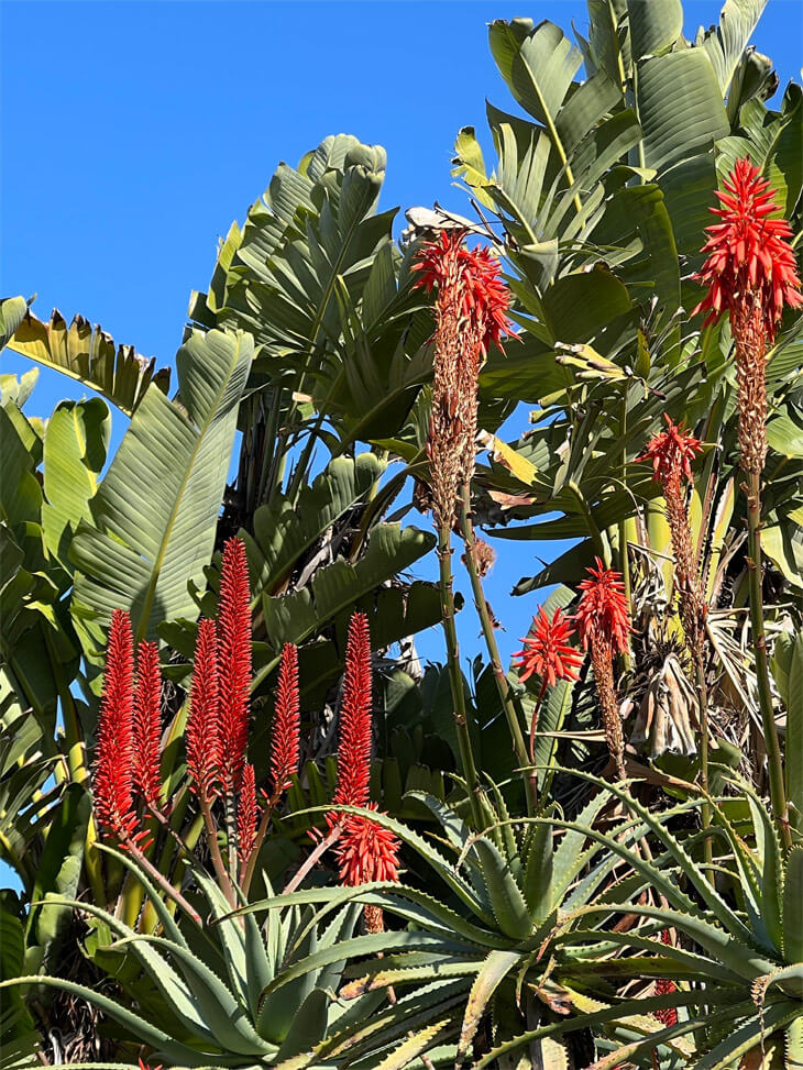 afrikanische Aloe