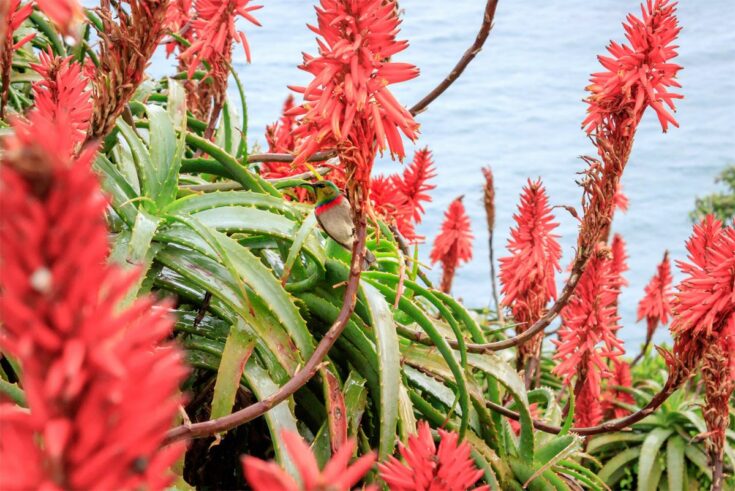 Aloe Ferox