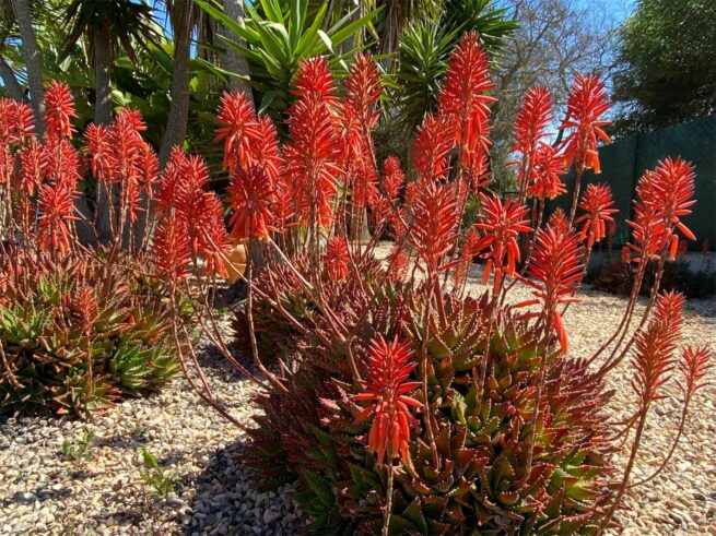 Baum Aloe Baum Aloe