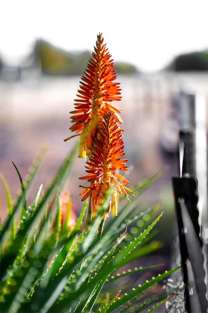 Baum-Aloe Baum-Aloe
