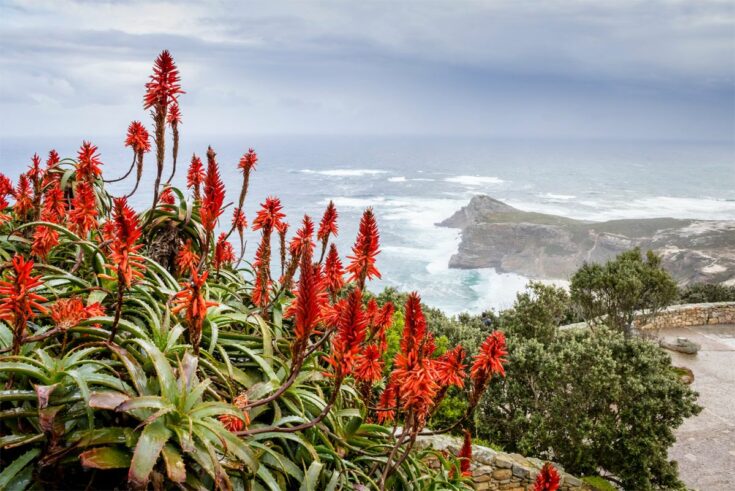 Kap-Aloe Kap-Aloe