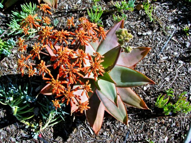 Korallen Aloe