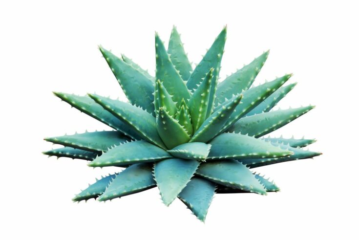 kurzblättrige Aloe kurzblättrige Aloe
