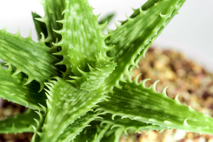 Tiger Aloe Tiger Aloe